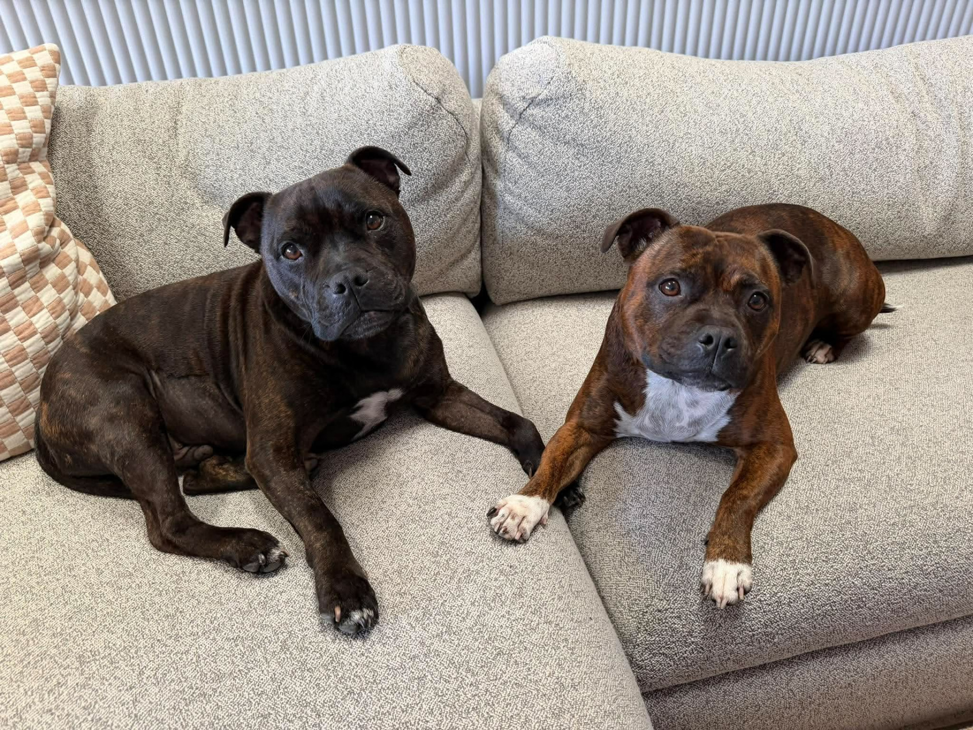 The owners' two staffies resting together on the couch