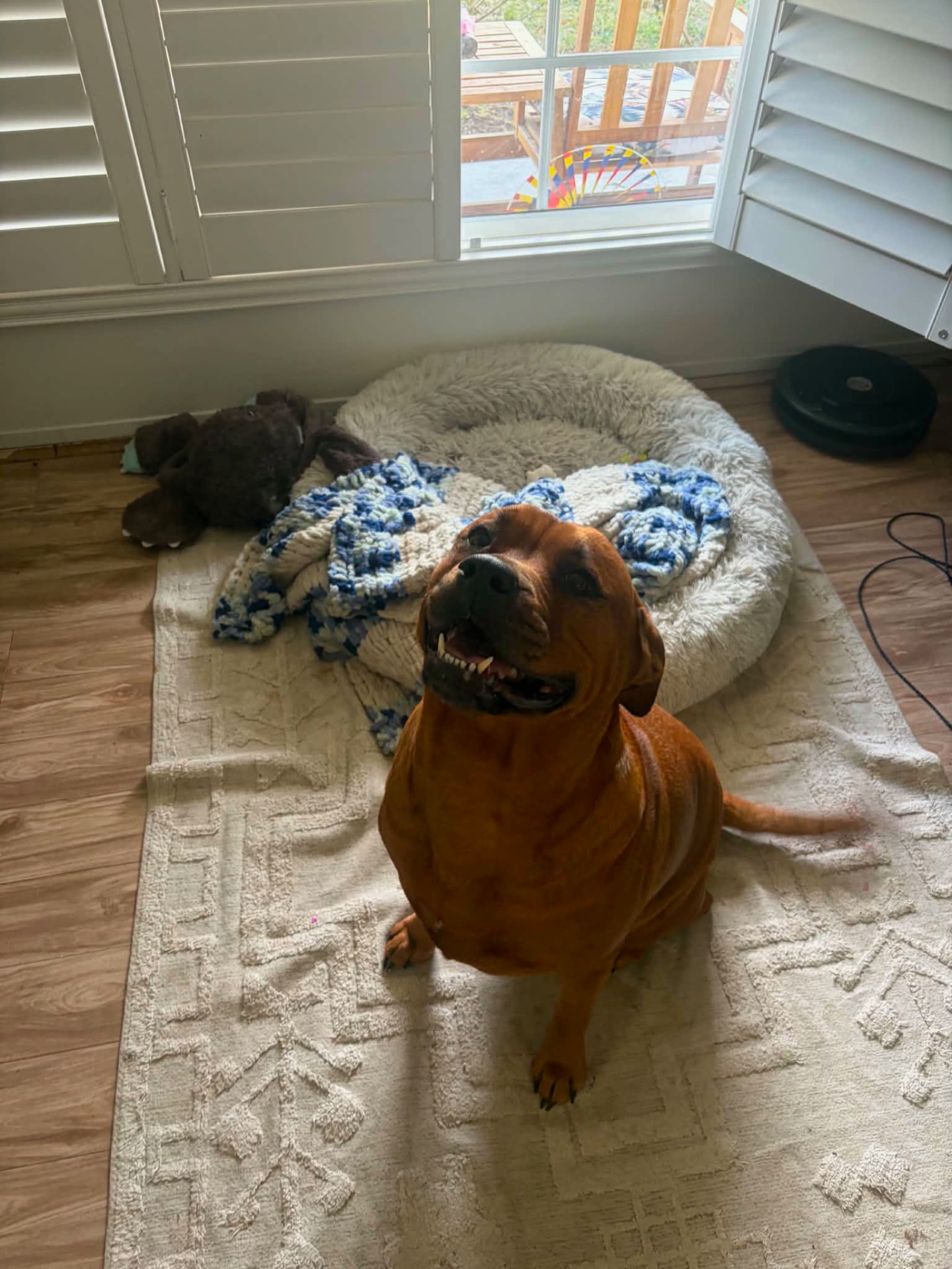 Buffy sitting happily on a rug