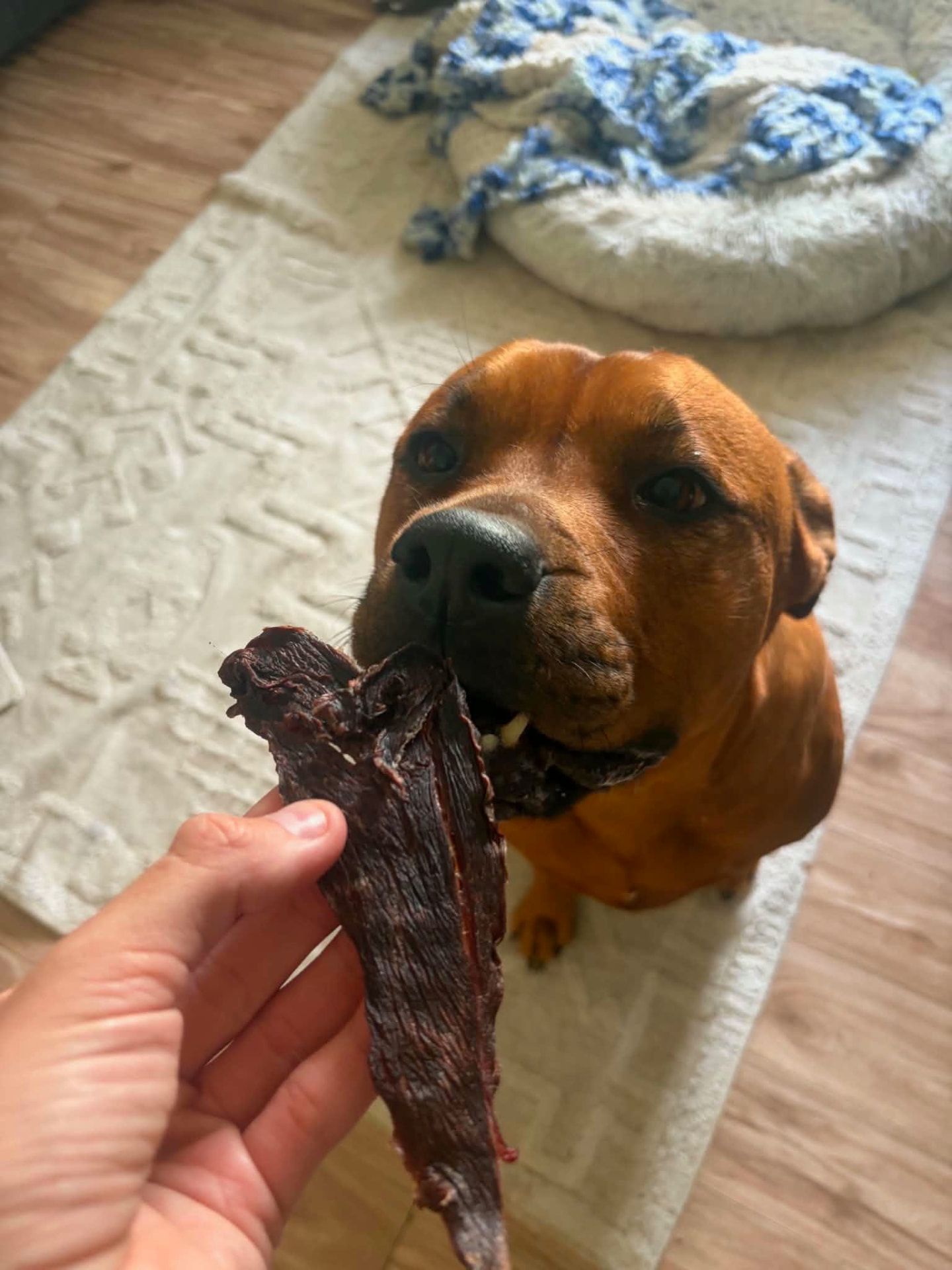 Buffy chewing a large jerky stick