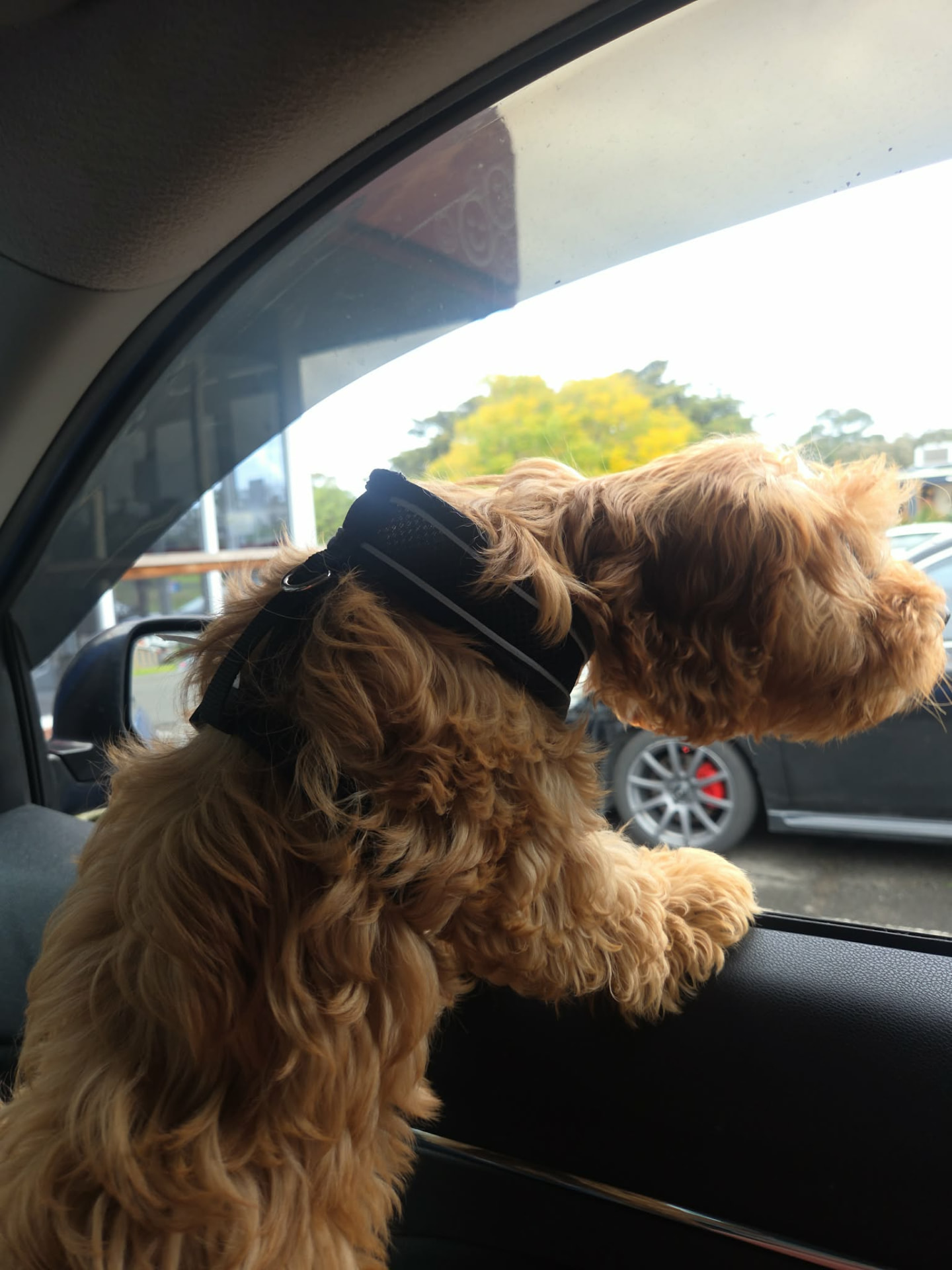 A fluffy dog leaning out of a car window